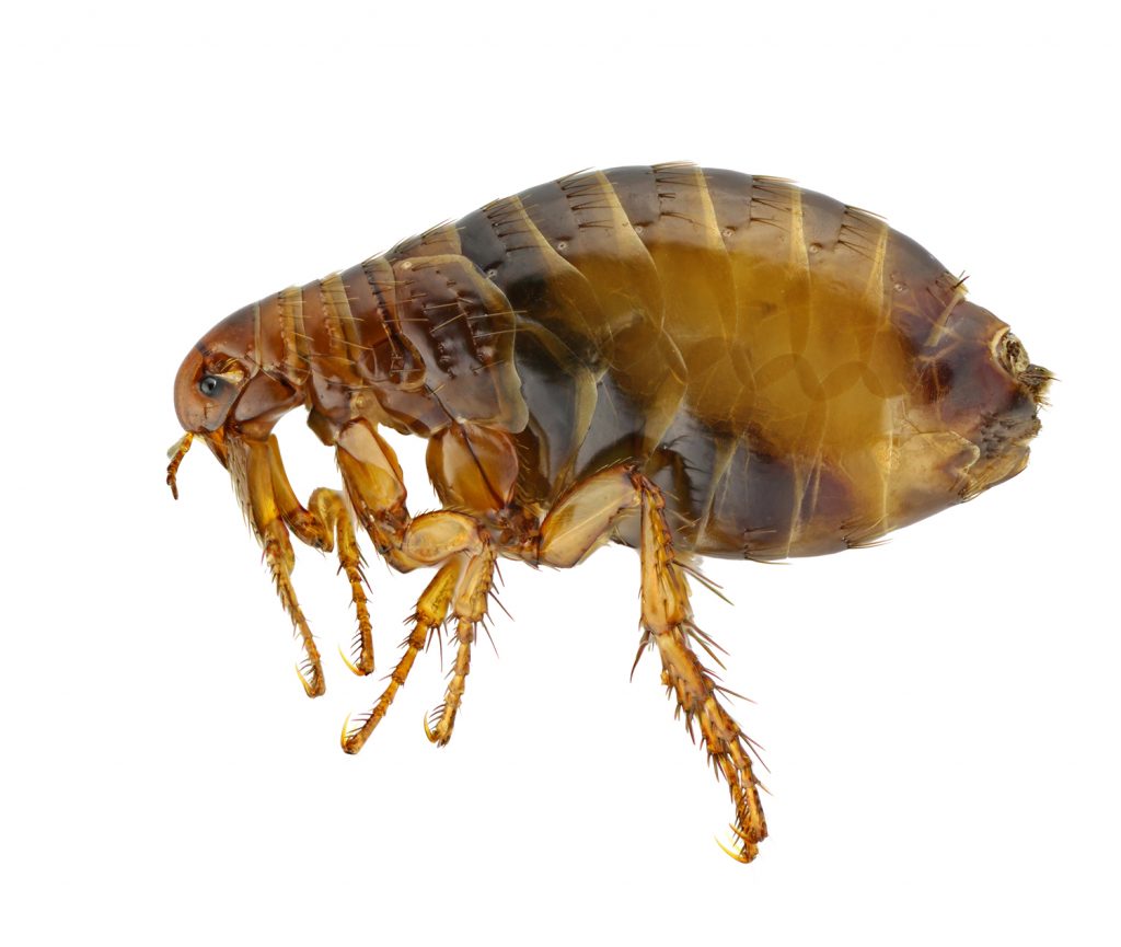 Flea Infestation Treatment Cheap Pest Control Brisbane